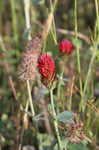 Crimson clover